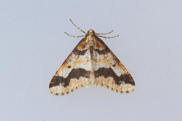 Mottled Umber (Erannis defoliaria), adult. Waldridge Fell, 10-10-2023. Copyright Christopher Blakey.