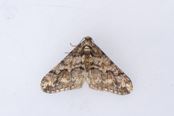 Spring Usher (Agriopis leucophaearia), adult. Waldridge Fell, 06-02-2024. Copyright Christopher Blakey. Spring Usher (Agriopis leucophaearia), adult. Waldridge Fell, 06-02-2024. Copyright Christopher Blakey.