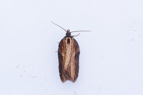 Acleris hastiana, adult. Framwellgate Moor, 15-02-2024. Copyright Christopher Blakey. Acleris hastiana, adult. Framwellgate Moor, 15-02-2024. Copyright Christopher Blakey.