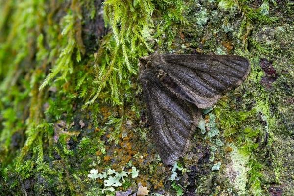 Pale Brindled Beauty (Phigalia pilosaria), adult. Framwellgate Moor, 15-02-2024. Copyright Christopher Blakey. Pale Brindled Beauty (Phigalia pilosaria), adult. Framwellgate Moor, 15-02-2024. Copyright Christopher Blakey.