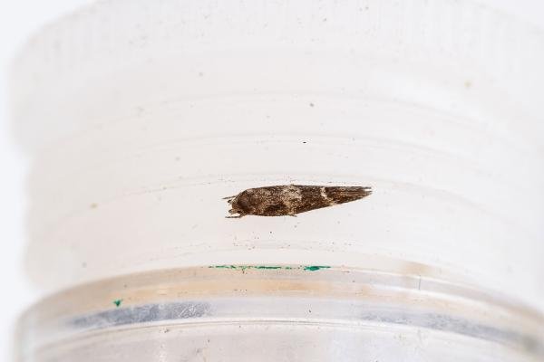 Mompha subbistrigella, adult. Framwellgate Moor, 01-05-2024. Copyright Christopher Blakey.