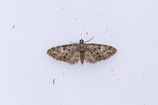 Oak-tree Pug (Eupithecia dodoneata), adult. Framwellgate Moor, 01-05-2024. Copyright Christopher Blakey. Oak-tree Pug (Eupithecia dodoneata), adult. Framwellgate Moor, 01-05-2024. Copyright Christopher Blakey.