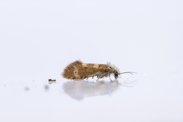 Dyseriocrania subpurpurella, adult. Framwellgate Moor, 01-05-2024. Copyright Christopher Blakey. Dyseriocrania subpurpurella, adult. Framwellgate Moor, 01-05-2024. Copyright Christopher Blakey.
