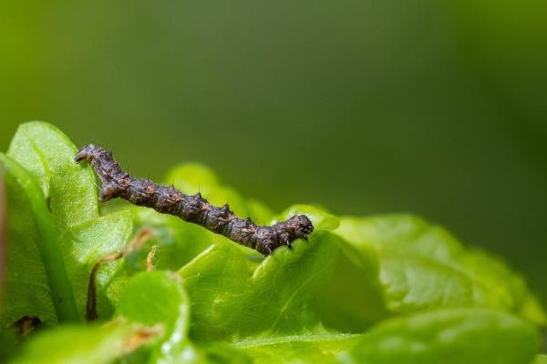 Pale Brindled Beauty (Phigalia pilosaria), larval. Waldridge Fell, 07-05-2024. Copyright Christopher Blakey.