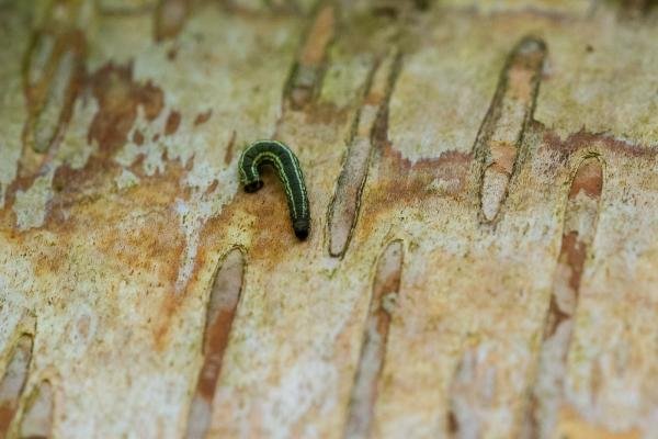 Northern Winter Moth (Operophtera fagata), larval. Waldridge Fell, 07-05-2024. Copyright Christopher Blakey.
