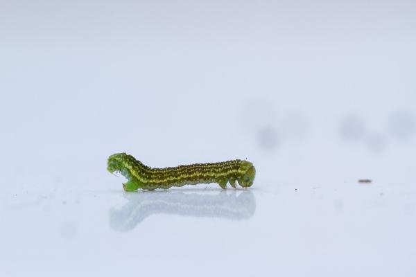 Small Autumnal Moth (Epirrita filigrammaria), larval. Waldridge Fell, 09-05-2024. Copyright Christopher Blakey.