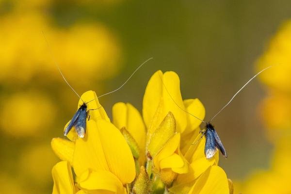 Adela reaumurella, adult, male. Waldridge Fell, 11-05-2024. Copyright Christopher Blakey.