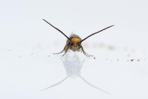 Incurvaria masculella, adult. Comb Bridges, 14-05-2024. Copyright Christopher Blakey.