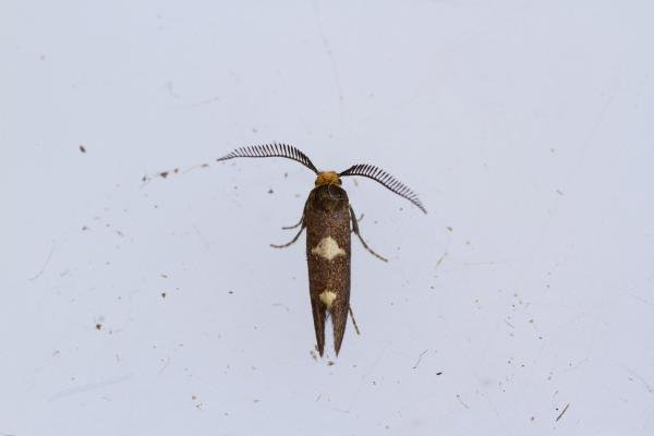 Incurvaria masculella, adult. Comb Bridges, 14-05-2024. Copyright Christopher Blakey. Incurvaria masculella, adult. Comb Bridges, 14-05-2024. Copyright Christopher Blakey.