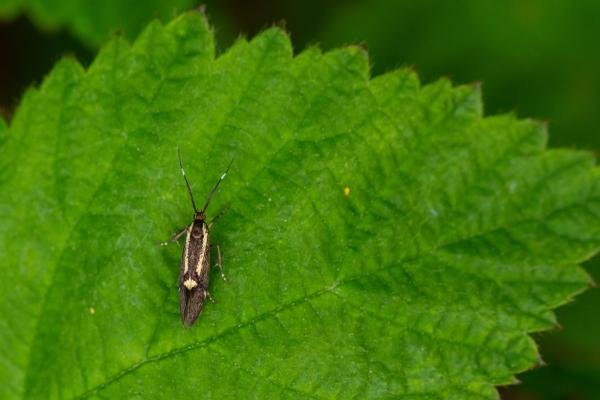 Esperia sulphurella, adult. Felledge, 18-05-2024. Copyright Christopher Blakey. Esperia sulphurella, adult. Felledge, 18-05-2024. Copyright Christopher Blakey.
