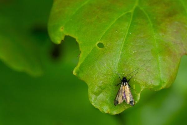 Adela reaumurella, adult, male. Felledge, 18-05-2024. Copyright Christopher Blakey. Adela reaumurella, adult, male. Felledge, 18-05-2024. Copyright Christopher Blakey.