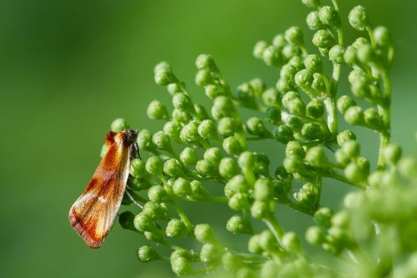 Eulia ministrana, adult. Felledge, 25-05-2024. Copyright Christopher Blakey.