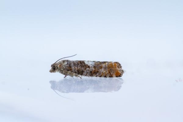 Epinotia rubiginosana, adult. Waldridge Fell, 27-05-2024. Copyright Christopher Blakey. Epinotia rubiginosana, adult. Waldridge Fell, 27-05-2024. Copyright Christopher Blakey.