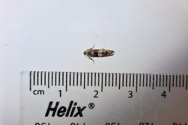 Epinotia rubiginosana, adult. Waldridge Fell, 27-05-2024. Copyright Christopher Blakey. Epinotia rubiginosana, adult. Waldridge Fell, 27-05-2024. Copyright Christopher Blakey.