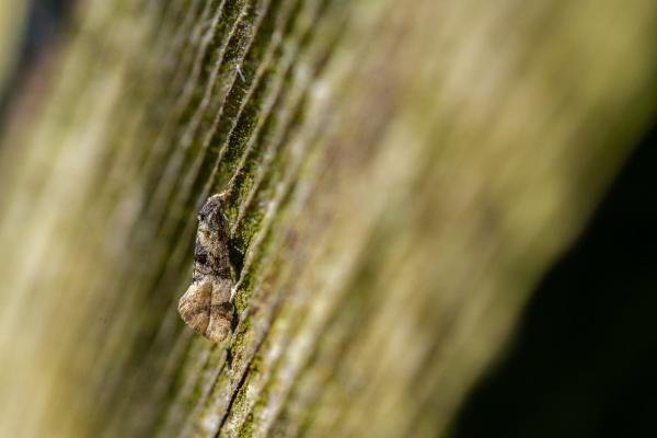 Thyraylia nana, adult. Felledge, 31-05-2024. Copyright Christopher Blakey.