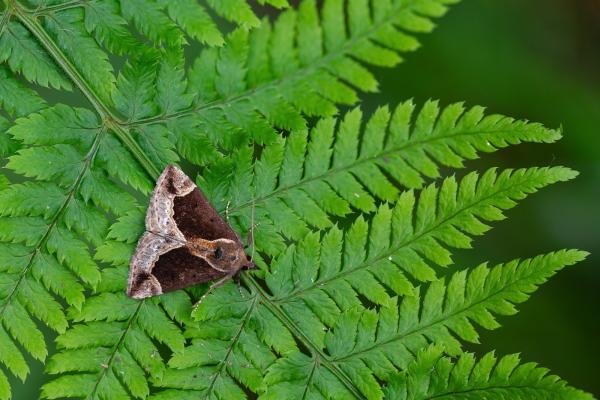 Beautiful Snout (Hypena crassalis), adult, male. Waldridge Fell, 01-06-2024. Copyright Christopher Blakey. Beautiful Snout (Hypena crassalis), adult, male. Waldridge Fell, 01-06-2024. Copyright Christopher Blakey.