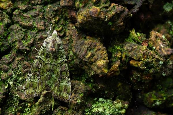 Green Arches (Anaplectoides prasina), adult. Waldridge Fell, 01-06-2024. Copyright Christopher Blakey. Green Arches (Anaplectoides prasina), adult. Waldridge Fell, 01-06-2024. Copyright Christopher Blakey.