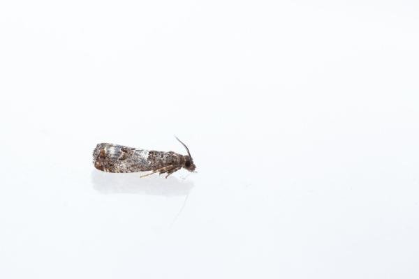 Notocelia trimaculana, adult. Waldridge Fell, 21-06-2024. Copyright Christopher Blakey. Notocelia trimaculana, adult. Waldridge Fell, 21-06-2024. Copyright Christopher Blakey.