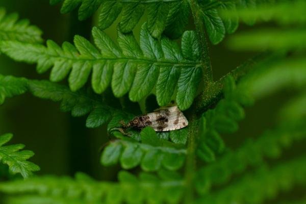 Orthotaenia undulana, adult. Felledge, 21-06-2024. Copyright Christopher Blakey. Orthotaenia undulana, adult. Felledge, 21-06-2024. Copyright Christopher Blakey.