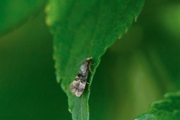 Thyraylia nana, adult. Felledge, 21-06-2024. Copyright Christopher Blakey. Thyraylia nana, adult. Felledge, 21-06-2024. Copyright Christopher Blakey.