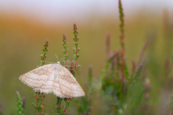 Grass Wave (Perconia strigillaria), adult, female. Doctors Gate, 24-06-2024. Copyright Christopher Blakey. Grass Wave (Perconia strigillaria), adult, female. Doctors Gate, 24-06-2024. Copyright Christopher Blakey.