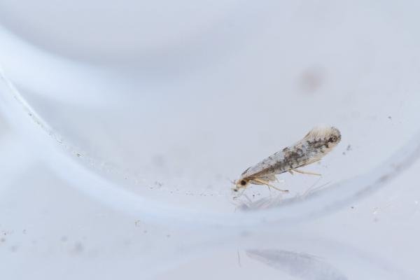 Argyresthia retinella, adult. Doctors Gate, 26-06-2024. Copyright Christopher Blakey. Argyresthia retinella, adult. Doctors Gate, 26-06-2024. Copyright Christopher Blakey.
