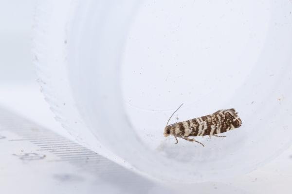 Epinotia tedella, adult. Doctors Gate, 26-06-2024. Copyright Christopher Blakey. Epinotia tedella, adult. Doctors Gate, 26-06-2024. Copyright Christopher Blakey.