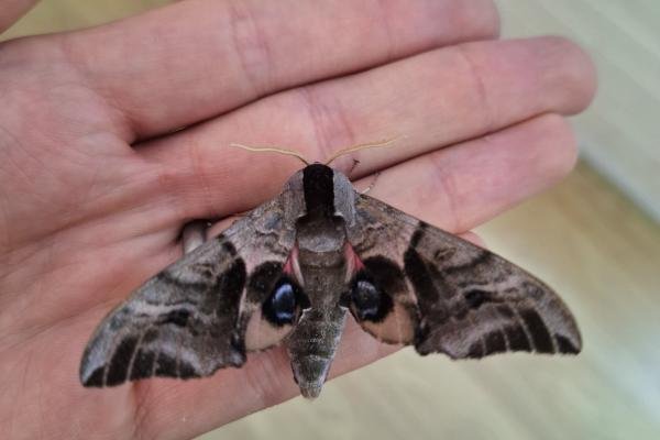 Eyed Hawk-moth (Smerinthus ocellata), adult. Framwellgate Moor, 27-06-2024. Copyright Christopher Blakey. Eyed Hawk-moth (Smerinthus ocellata), adult. Framwellgate Moor, 27-06-2024. Copyright Christopher Blakey.