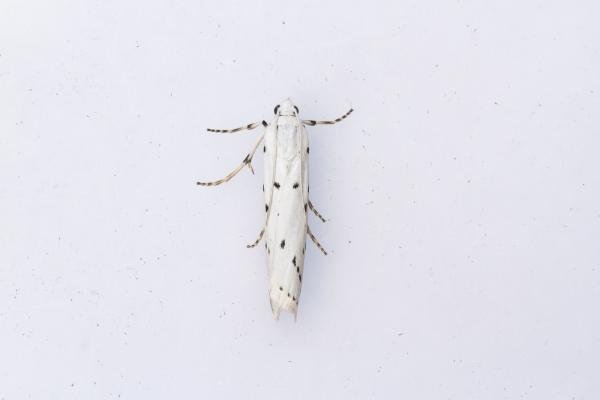 Thistle Ermine (Myelois circumvoluta), adult. Framwellgate Moor, 27-06-2024. Copyright Christopher Blakey. Thistle Ermine (Myelois circumvoluta), adult. Framwellgate Moor, 27-06-2024. Copyright Christopher Blakey.