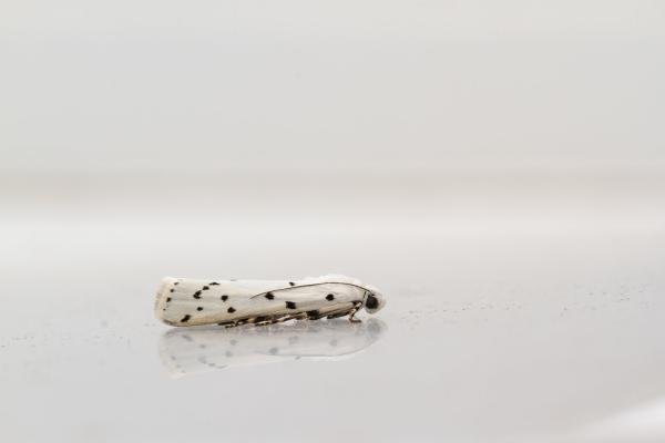 Thistle Ermine (Myelois circumvoluta), adult. Framwellgate Moor, 27-06-2024. Copyright Christopher Blakey. Thistle Ermine (Myelois circumvoluta), adult. Framwellgate Moor, 27-06-2024. Copyright Christopher Blakey.