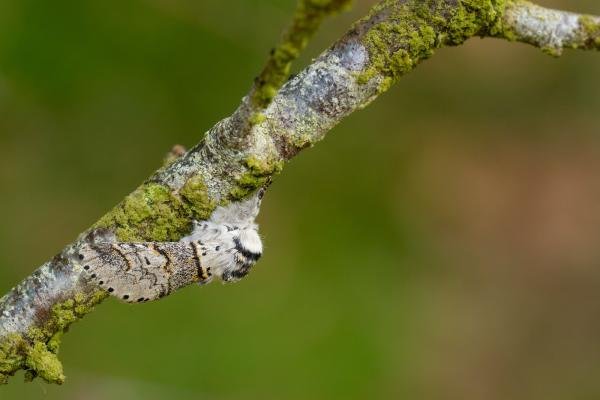 Sallow Kitten (Furcula furcula), adult. Doctors Gate, 27-06-2024. Copyright Christopher Blakey. Sallow Kitten (Furcula furcula), adult. Doctors Gate, 27-06-2024. Copyright Christopher Blakey.