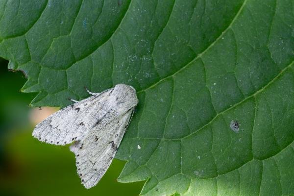 Miller (Acronicta leporina), adult. Framwellgate Moor, 28-06-2024. Copyright Christopher Blakey. Miller (Acronicta leporina), adult. Framwellgate Moor, 28-06-2024. Copyright Christopher Blakey.