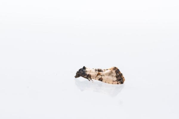 Cochylichroa atricapitana, adult. Town Kelloe Bank, 12-07-2024. Copyright Christopher Blakey. Cochylichroa atricapitana, adult. Town Kelloe Bank, 12-07-2024. Copyright Christopher Blakey.