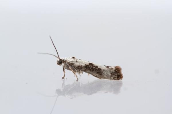 Ash Bud Moth (Prays fraxinella), adult. Town Kelloe Bank, 12-07-2024. Copyright Christopher Blakey.
