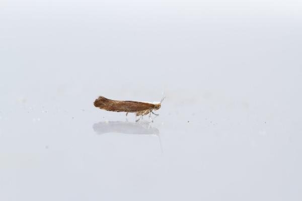 Argyresthia albistria, adult. Town Kelloe Bank, 12-07-2024. Copyright Christopher Blakey. Argyresthia albistria, adult. Town Kelloe Bank, 12-07-2024. Copyright Christopher Blakey.