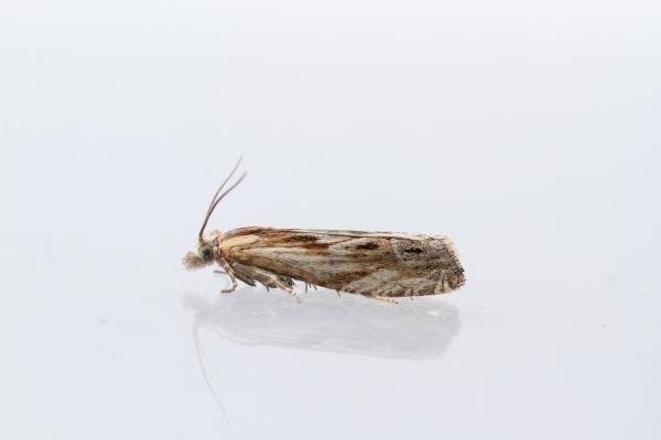 Eucosma cana, adult. Town Kelloe Bank, 12-07-2024. Copyright Christopher Blakey. Eucosma cana, adult. Town Kelloe Bank, 12-07-2024. Copyright Christopher Blakey.