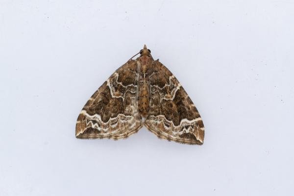 Phoenix (Eulithis prunata), adult. Castle Eden Dene, 16-07-2024. Copyright Christopher Blakey. Phoenix (Eulithis prunata), adult. Castle Eden Dene, 16-07-2024. Copyright Christopher Blakey.