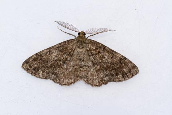 Satin Beauty (Deileptenia ribeata), adult, male. Castle Eden Dene, 16-07-2024. Copyright Christopher Blakey. Satin Beauty (Deileptenia ribeata), adult, male. Castle Eden Dene, 16-07-2024. Copyright Christopher Blakey.