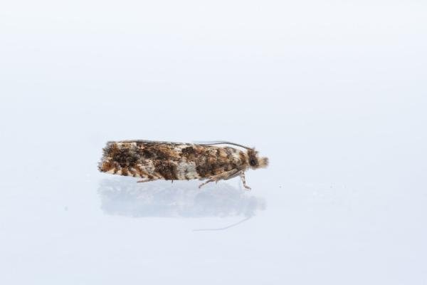 Epinotia abbreviana, adult. Castle Eden Dene, 16-07-2024. Copyright Christopher Blakey. Epinotia abbreviana, adult. Castle Eden Dene, 16-07-2024. Copyright Christopher Blakey.