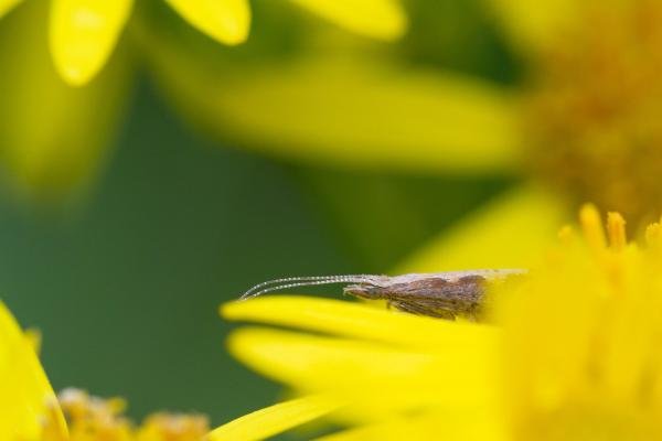 Diamond-back Moth (Plutella xylostella), adult. Limekiln Gill, 16-07-2024. Copyright Christopher Blakey. Diamond-back Moth (Plutella xylostella), adult. Limekiln Gill, 16-07-2024. Copyright Christopher Blakey.