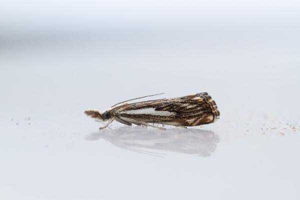 Catoptria falsella, adult. Framwellgate Moor, 21-07-2024. Copyright Christopher Blakey. Catoptria falsella, adult. Framwellgate Moor, 21-07-2024. Copyright Christopher Blakey.