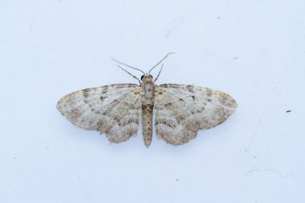 Bilberry Pug (Pasiphila debiliata), adult. Waldridge Fell, 21-07-2024. Copyright Christopher Blakey. Bilberry Pug (Pasiphila debiliata), adult. Waldridge Fell, 21-07-2024. Copyright Christopher Blakey.