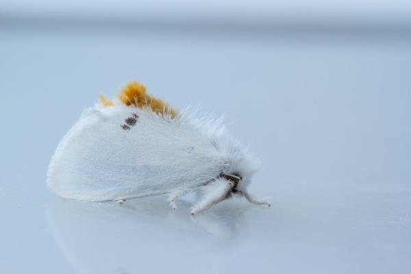 Yellow-tail (Euproctis similis), adult. Waldridge Fell, 21-07-2024. Copyright Christopher Blakey. Yellow-tail (Euproctis similis), adult. Waldridge Fell, 21-07-2024. Copyright Christopher Blakey.