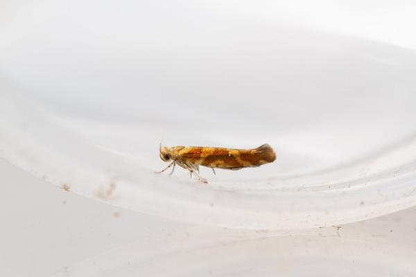 Argyresthia goedartella, adult. Waldridge Fell, 22-07-2024. Copyright Christopher Blakey. Argyresthia goedartella, adult. Waldridge Fell, 22-07-2024. Copyright Christopher Blakey.