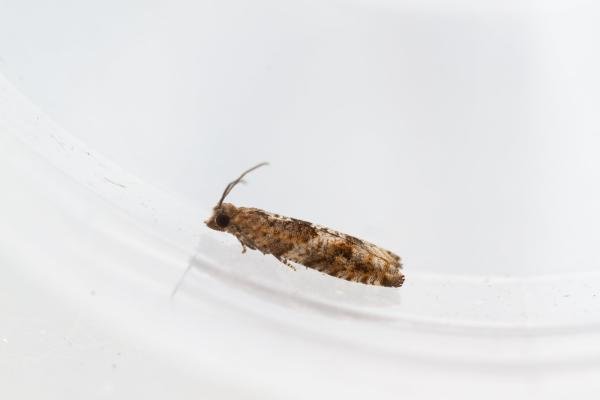 Holly Tortrix (Rhopobota naevana), adult. Waldridge Fell, 22-07-2024. Copyright Christopher Blakey. Holly Tortrix (Rhopobota naevana), adult. Waldridge Fell, 22-07-2024. Copyright Christopher Blakey.