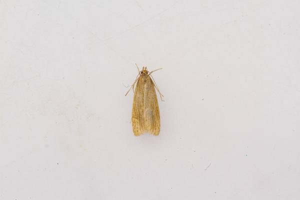 Helcystogramma rufescens, adult. Waldridge Fell, 22-07-2024. Copyright Christopher Blakey. Helcystogramma rufescens, adult. Waldridge Fell, 22-07-2024. Copyright Christopher Blakey.