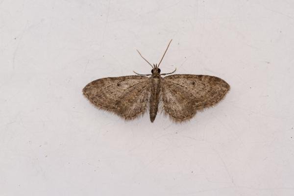 Slender Pug (Eupithecia tenuiata), adult. Waldridge Fell, 22-07-2024. Copyright Christopher Blakey. Slender Pug (Eupithecia tenuiata), adult. Waldridge Fell, 22-07-2024. Copyright Christopher Blakey.