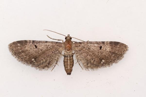 Wormwood Pug (Eupithecia absinthiata) f. absinthiata, adult. Waldridge Fell, 22-07-2024. Copyright Christopher Blakey. Wormwood Pug (Eupithecia absinthiata) f. absinthiata, adult. Waldridge Fell, 22-07-2024. Copyright Christopher Blakey.