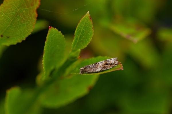 Ancylis unguicella, adult. Waldridge Fell, 22-07-2024. Copyright Christopher Blakey. Ancylis unguicella, adult. Waldridge Fell, 22-07-2024. Copyright Christopher Blakey.