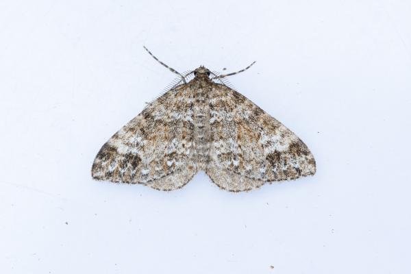 Twin-spot Carpet (Mesotype didymata), adult. Comb Bridges, 25-07-2024. Copyright Christopher Blakey. Twin-spot Carpet (Mesotype didymata), adult. Comb Bridges, 25-07-2024. Copyright Christopher Blakey.